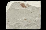 Soft-Bodied Squid Fossil - Preserved Tentacles & Ink Sac #70329-3